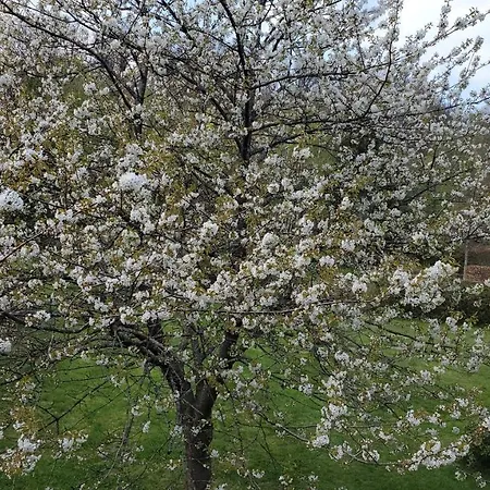 Otel Landgasthof Steuber - Garni *