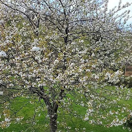 Landgasthof Steuber - Garni Hotell *